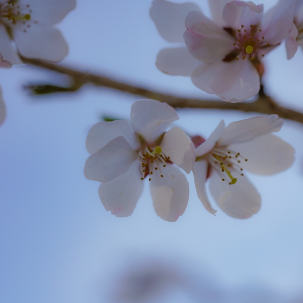 6花弁の宇宙桜-2