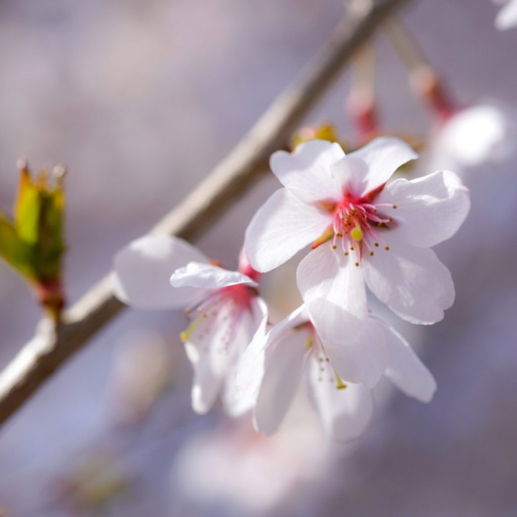 6花弁の宇宙桜-3