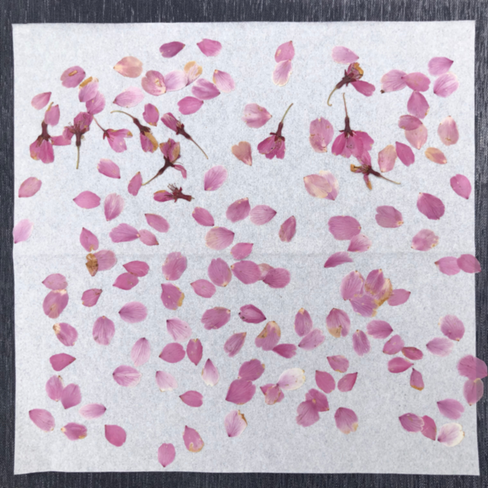 宇宙桜の花びら乾燥の模様