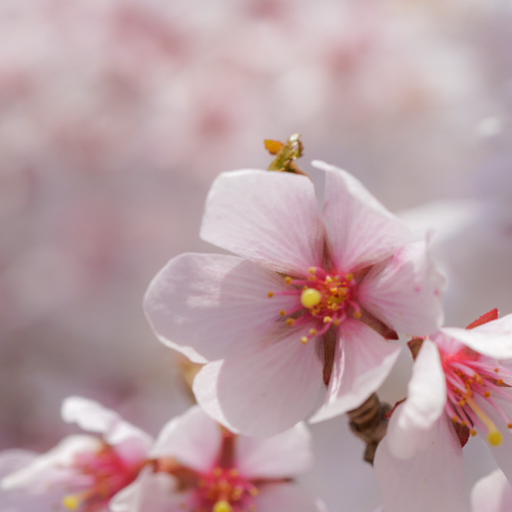 6花弁の宇宙桜-1