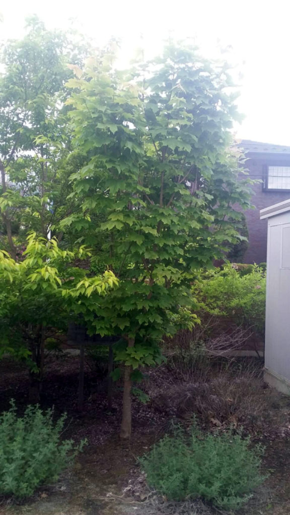 河口湖南中学校　植樹されている宇宙桜の子木-2