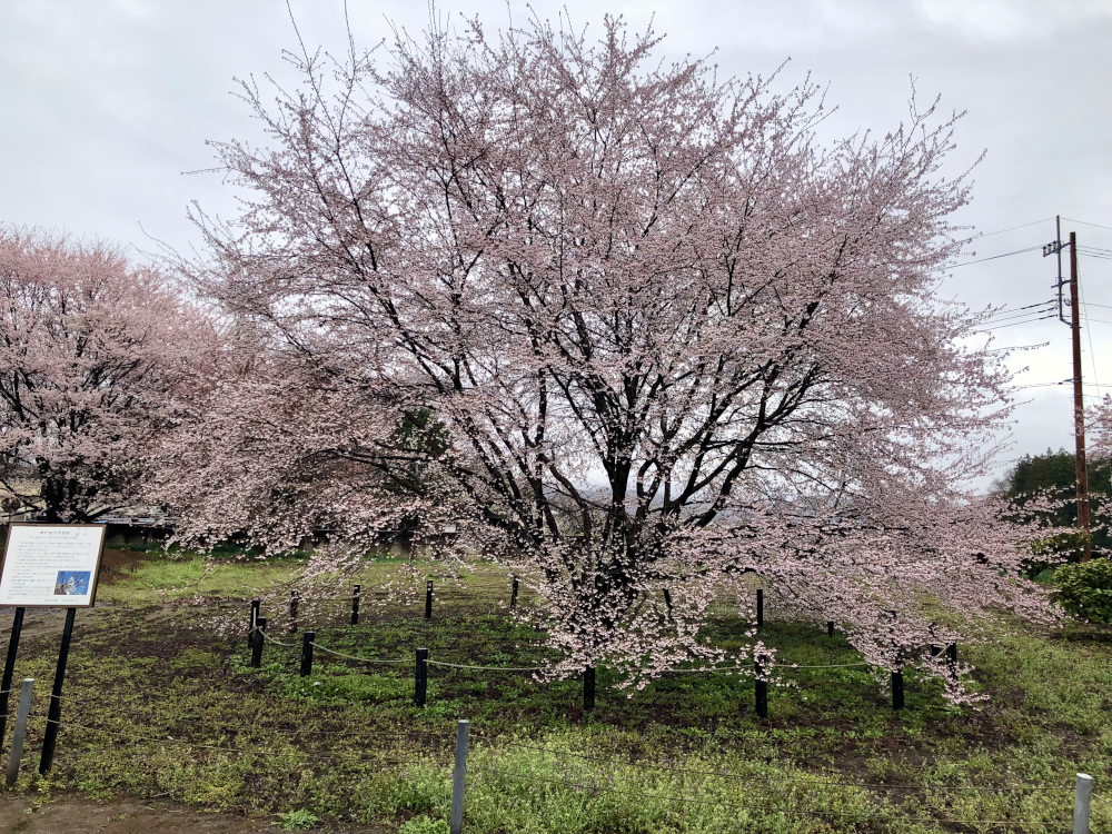 山高神代桜の宇宙桜　2023年3月25日