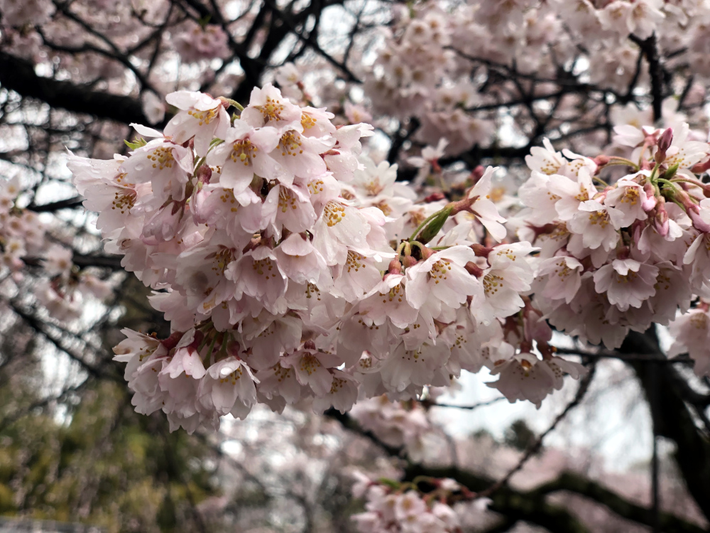 実相寺境内の桜
