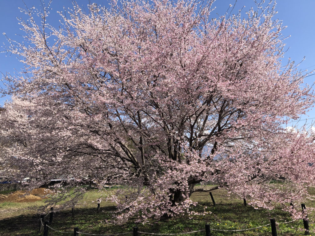 山高神代桜の宇宙桜　2023年3月29日撮影